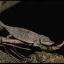 Image of Big-nosed chameleon