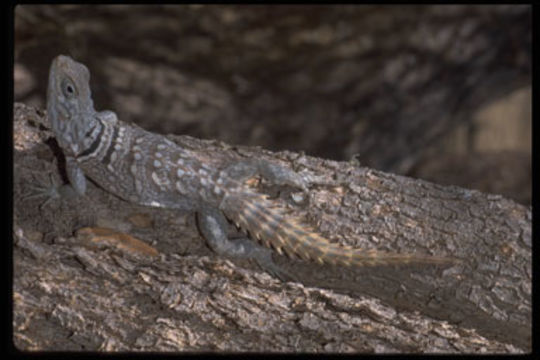 Image of Merrem's Madagascar Swift