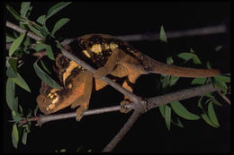 Image of Panther Chameleon