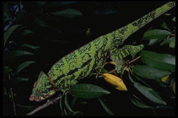 Image of Flat-casqued Chameleon