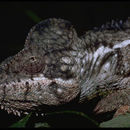 Image of Malagasy Giant Chameleon