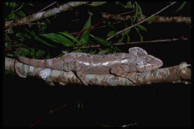 Image of Malagasy Giant Chameleon