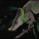 Image of Yellow-green Chameleon