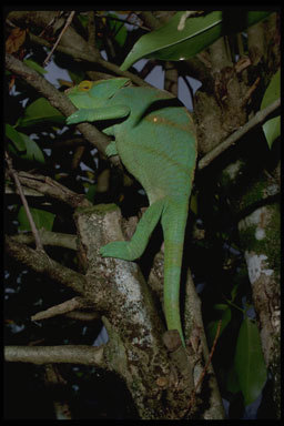 Image of Parson's Chameleon