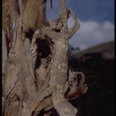 Image of Common Flat-tail Gecko