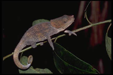 Image of Short-horned Chameleon