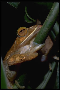 Image of Bright-eyed frog