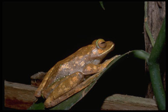 Image of Bright-eyed frog