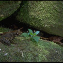 Image of East Betsileo Madagascar Frog