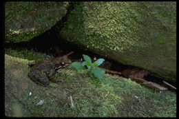 Image of East Betsileo Madagascar Frog