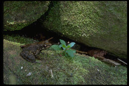 صورة Gephyromantis asper (Boulenger 1882)