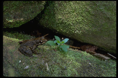 Image of East Betsileo Madagascar Frog