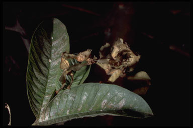 Image de Choeradodis strumaria (Linne 1758)