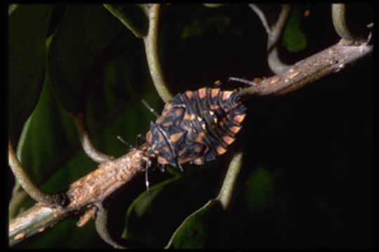 Image of stink bugs