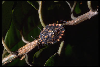 Image of stink bugs