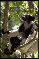 Image de Indri À Queue Courte