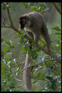 Sivun <i>Eulemur <i>fulvus</i></i> fulvus kuva