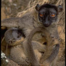 Sivun <i>Eulemur <i>fulvus</i></i> fulvus kuva