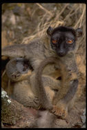 Imagem de <i>Eulemur <i>fulvus</i></i> fulvus