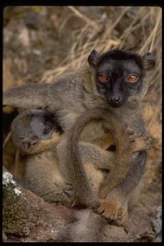 Image of <i>Eulemur <i>fulvus</i></i> fulvus