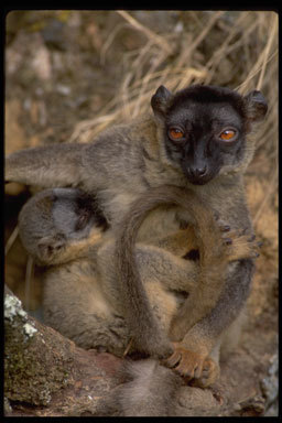 Sivun <i>Eulemur <i>fulvus</i></i> fulvus kuva