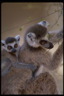Image of Ring-tailed Lemur
