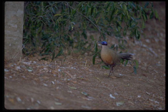 Image of Giant Coua