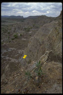 Imagem de Pachypodium gracilius (H. Perrier) S. H. Y. V. Rapanarivo