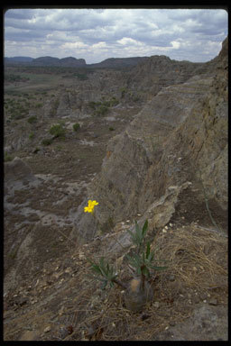 Image of Pachypodium gracilius (H. Perrier) S. H. Y. V. Rapanarivo