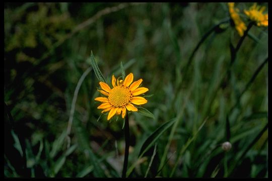 Image of Mt. Diablo helianthella