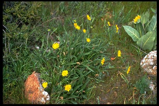 Image of Mt. Diablo helianthella