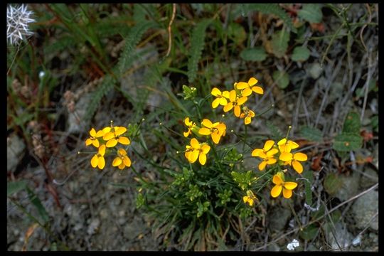 Image of San Francisco wallflower