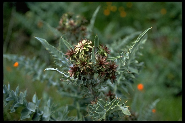 Plancia ëd Cirsium fontinale var. campylon (H. Sharsm.) Pilz ex D. J. Keil & C. E. Turner