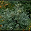 Plancia ëd Cirsium fontinale var. campylon (H. Sharsm.) Pilz ex D. J. Keil & C. E. Turner