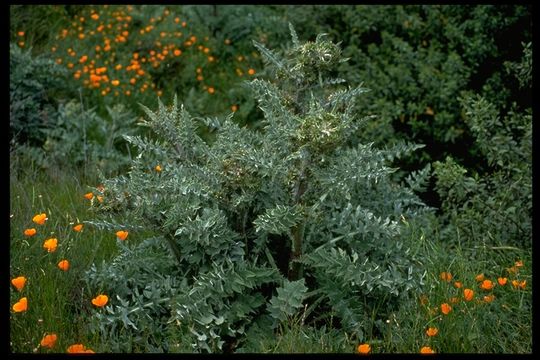 Image of Mt. Hamilton thistle