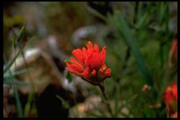 Image of wavyleaf Indian paintbrush