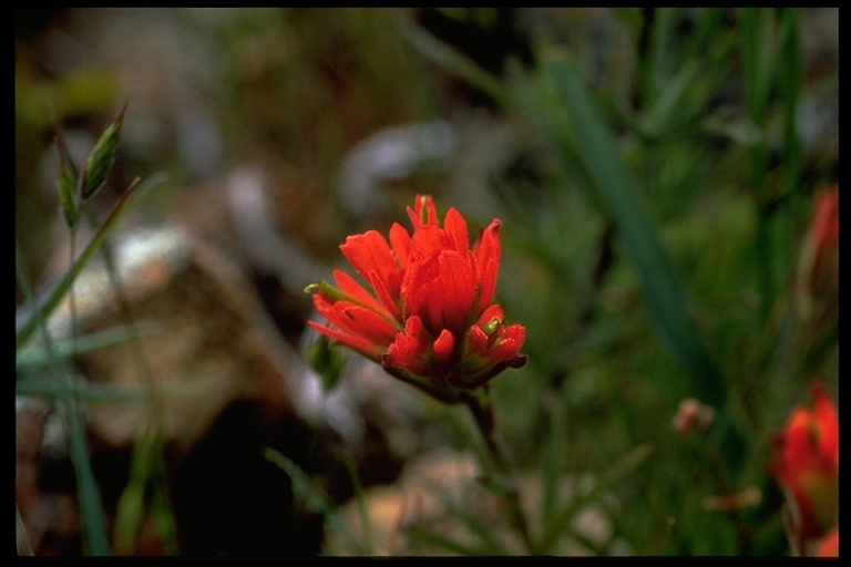 Image of wavyleaf Indian paintbrush