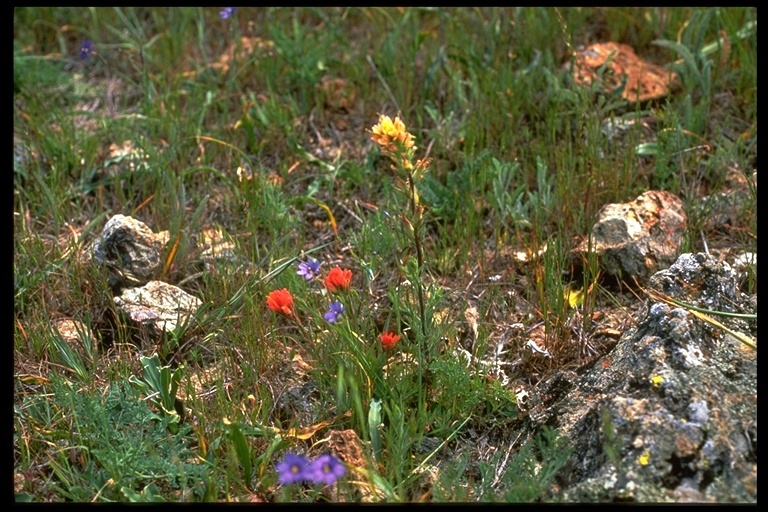 Image of Tiburon paintbrush