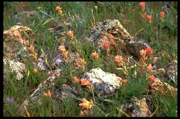 Image of Tiburon paintbrush