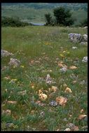 Image of Tiburon paintbrush