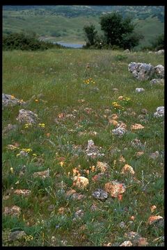 Image of Tiburon paintbrush