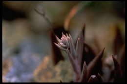 Imagem de Dudleya abramsii subsp. setchellii (Jeps.) Moran