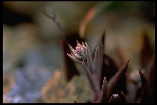 Image of Santa Clara Valley dudleya