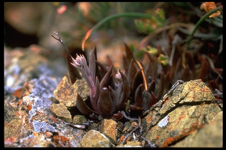 Imagem de Dudleya abramsii subsp. setchellii (Jeps.) Moran