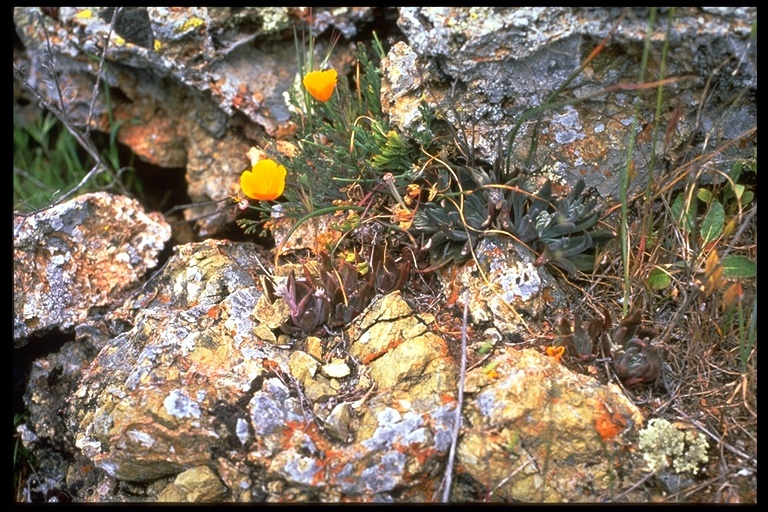 Imagem de Dudleya abramsii subsp. setchellii (Jeps.) Moran