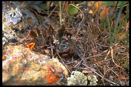 Imagem de Dudleya abramsii subsp. setchellii (Jeps.) Moran