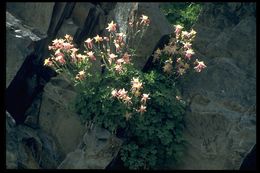 صورة Aquilegia pubescens Coville