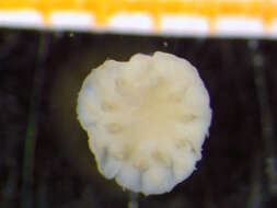 Image de unclassified Annelida