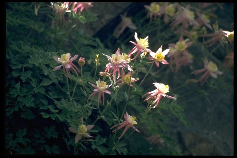 صورة Aquilegia pubescens Coville