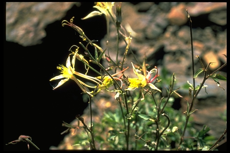 صورة Aquilegia pubescens Coville